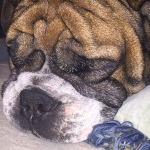 Meet your Posher, Alfredo